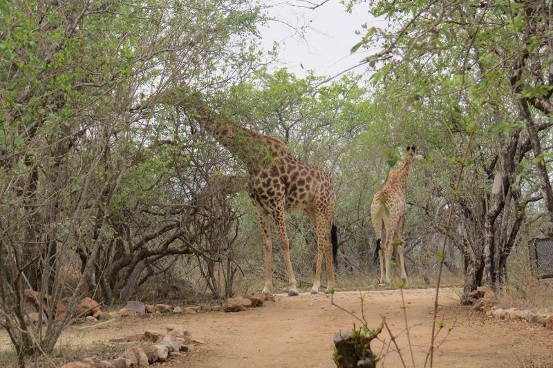 Villa Crowe'S Nest à Marloth Park Extérieur photo